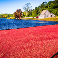 Colorful Red Cranberries