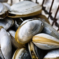 Clams