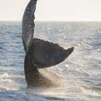 Humpback Whale in Cape Cod, Massachusetts